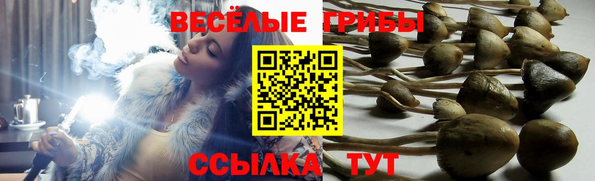 Псилоцибиновые грибы Cubensis Боровичи